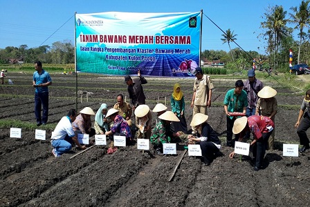 Bank Indonesia Bantu Pengembangan Petani Bawang Merah di Kulon Progo