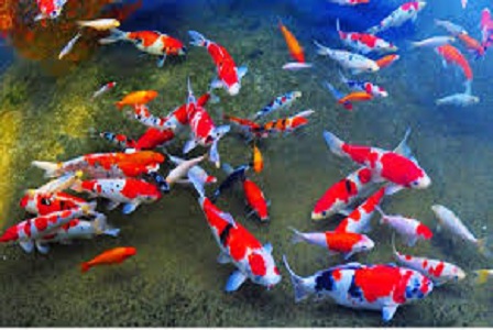 13th ALL INDONESIA YOUNG KOI SHOW 2017 - Hartono Mall,